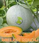 Harga Bibit Melon